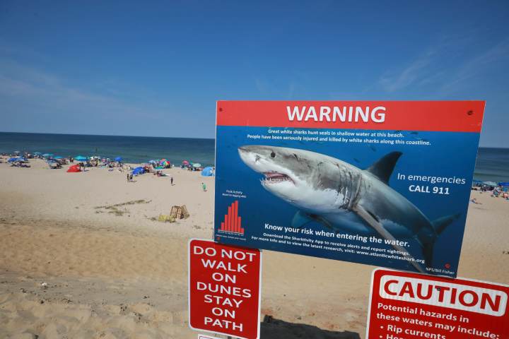 Read local shark reports