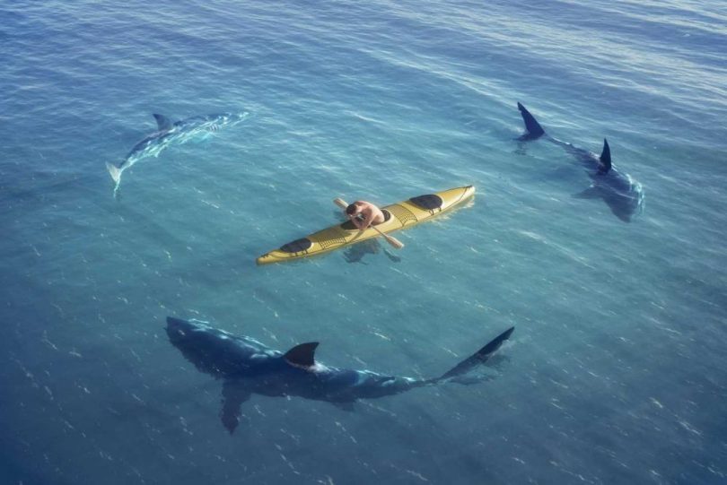 do sharks attack kayaks
