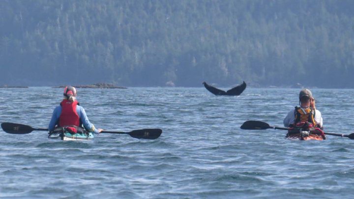 Wildlife kayaking
